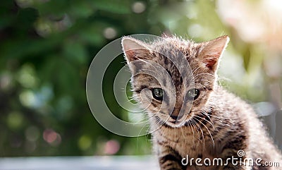 Whisker cat have predator race instinct concept Stock Photo