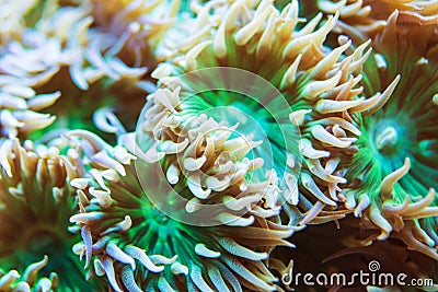 Whisker Coral Marine Aquarium Stock Photo