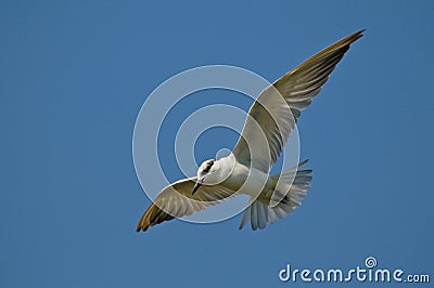 Whiskered Tern Stock Photo
