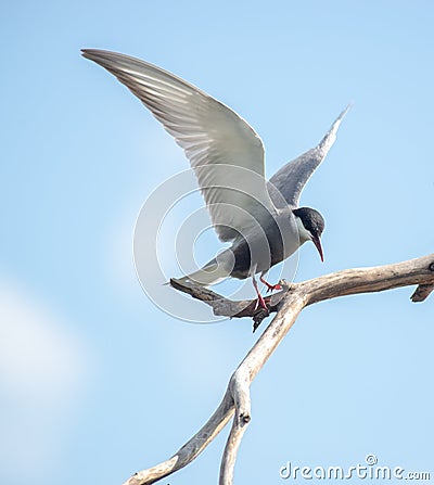 Whiskered Tern, photographed in South Africa. Stock Photo