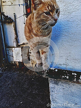 Whiskered Whimsy: Enchanting Cat Portrait Stock Photo