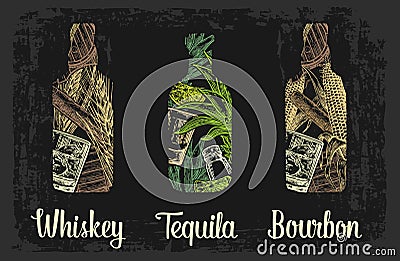 Whiskey and tequila bottle with glass, ice cubes, barrel, cigar, cactus, salt and lime. Vector Illustration