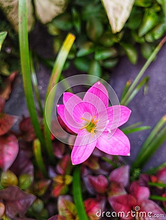 Whispering Petals: The Allure of Pink Rain Lilies Stock Photo