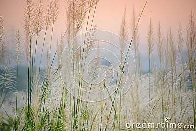 Whispers of Autumn: Riverside Tranquility with White Wild Sugarcane Stock Photo