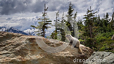 Whistler Marmot Stock Photo