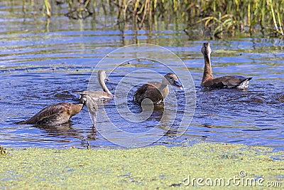 Whistling Ducks Bathing Stock Photo
