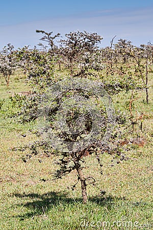 Whistling Thorn Acacia Tree Stock Photo