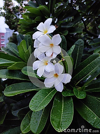 Whit Frangipani Flower, rain, leaves, beautiful, amazing, lovey, evening, plant Stock Photo