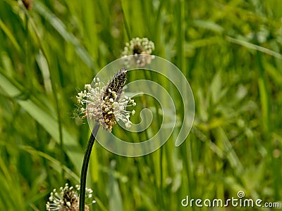 Narrowleaf plantain flower close-up - Plantago lanceolata Stock Photo