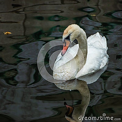 Whit swan in the river Stock Photo