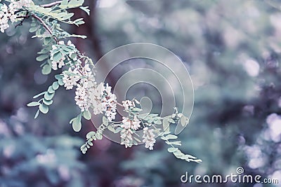 White acacia flowering. Robinia pseudoacacia, false acacia, black locust, modern toned summer background Stock Photo