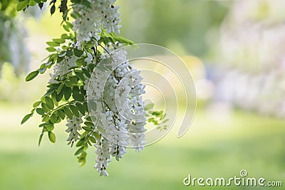 White acacia flowering, sunny day. Abundant flowering acacia branch of Robinia pseudoacacia, false acacia, black locust Stock Photo