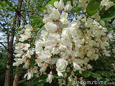 White acacia flowers black locust -Robinia pseudoacacia- close-up. Stock Photo