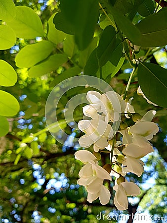 White Acacia flowers that hang on a tree branch, with green leaves. Stock Photo
