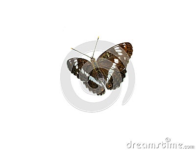 white admira, limenitis camilla, butterfly on white background Stock Photo