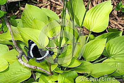 White admiral butterfly in green leaved hostas Minnesota Stock Photo