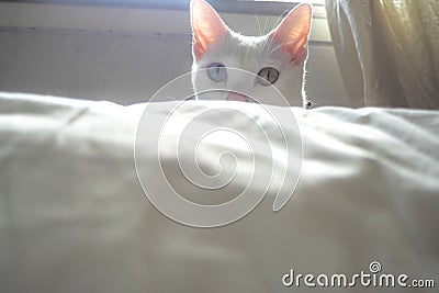 White adorable cat kitten with beautiful blue yellow eyes hide with curiousness in white bedroom background Stock Photo