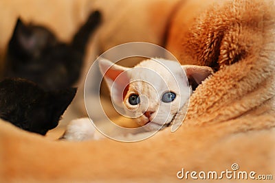 White adorable devon rex baby kitty closed up, so small Stock Photo