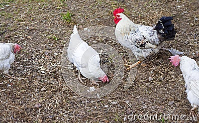 White adult hens and a beautiful rooster walking in the yard Stock Photo