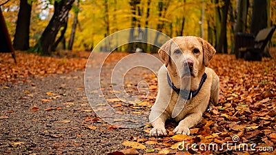 White adult labrador retriever on the leaves in autumn park. Stock Photo