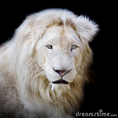 White Africa lion Stock Photo