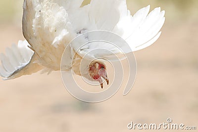 A white African chicken trying to fly in Gulu Uganda Stock Photo