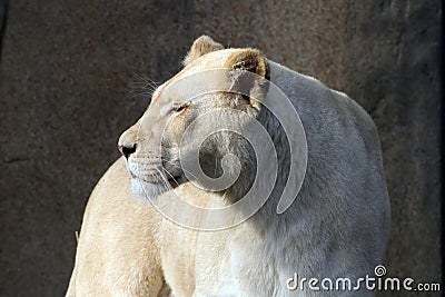 White african lioness Stock Photo