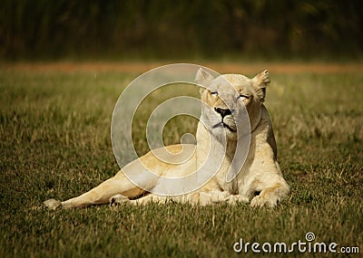 White African female lioness sleeping in the sun on a flat grass area in the Lion Park, South Africa Stock Photo