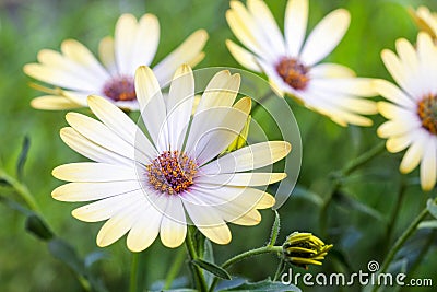 White african moon daisy, oxeye daisy Stock Photo