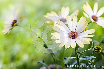 White african moon daisy, oxeye daisy Stock Photo