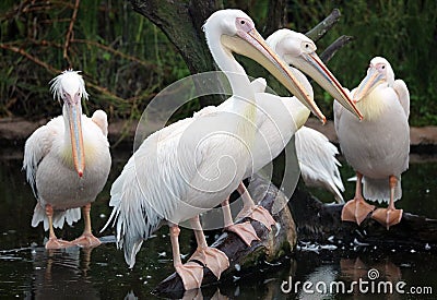 White african Pelicans standing over a log at the shore, fishing in the shore at surf-shore while hunting for food. Stock Photo