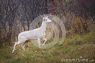 WHite deer albino stag albinism at animals roebuck Stock Photo