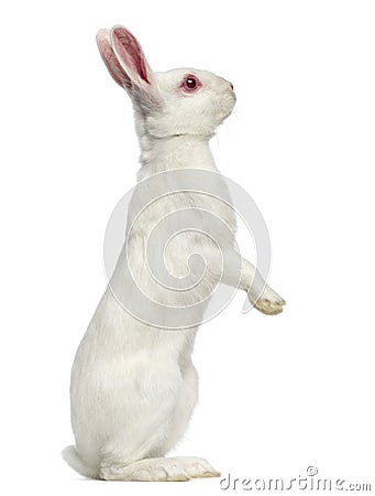 White albino hare isolated on white Stock Photo