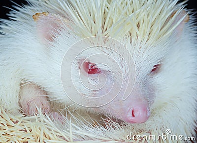 White albino hedgehog with red eyes close-up. Breeding of rare, thoroughbred animals at home Stock Photo