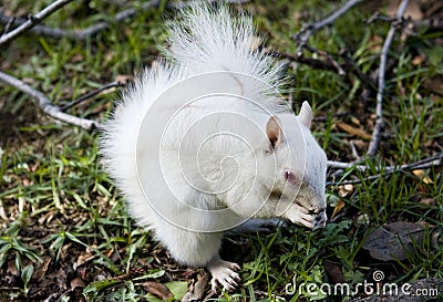 White albino squirrel Stock Photo