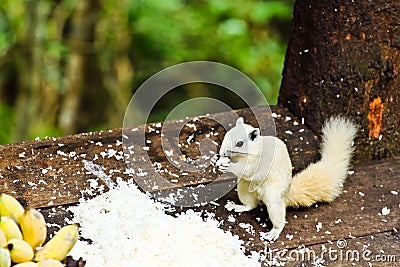 White albino squirrel Stock Photo