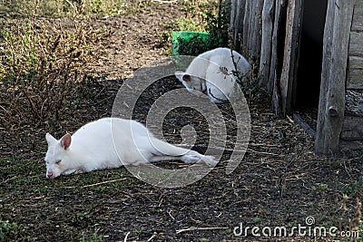 White albino wallaby kangaroos peacefully sleeping on the ground. White kangaroos caused by albinism. Stock Photo
