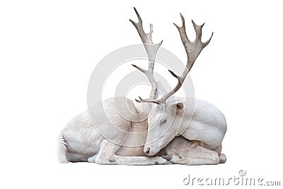 White albus deer lay Stock Photo