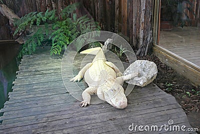 White Alligator Stock Photo