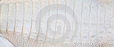 White Alligator Skin Texture Stock Photo