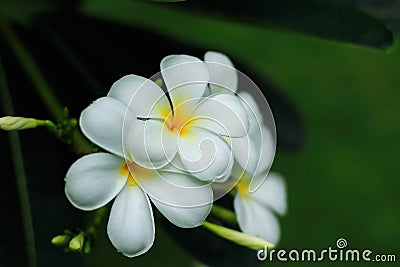 White Almeria flower bloom Stock Photo