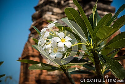 White Almeria flower bloom Stock Photo