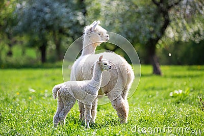 White Alpaca with offspring Stock Photo