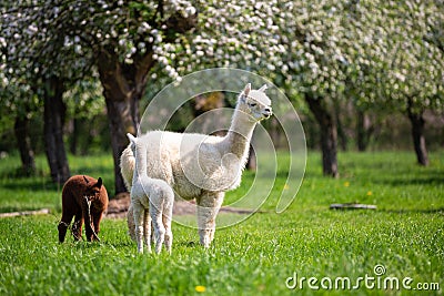 White Alpaca with offspring Stock Photo