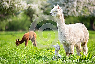 White Alpaca with offspring Stock Photo