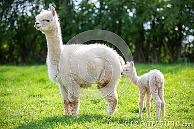 White Alpaca with offspring Stock Photo