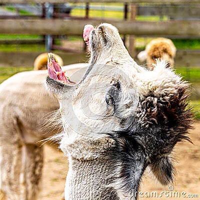 White alpaca yawning with mouth open looking up Stock Photo