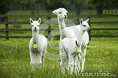 White alpacas, mother and crias Stock Photo