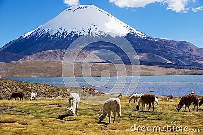 White alpacas Vicugna pacos graze at the Chungara lake shore in Lauca National park near Putre, Chile. Stock Photo
