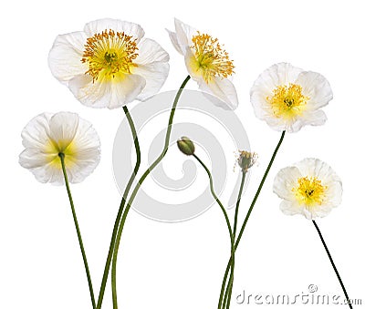 White Alpine poppy, Papaver alpinum Stock Photo